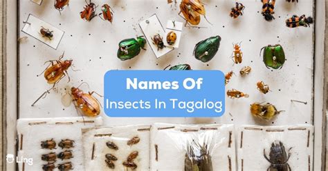 insect in tagalog